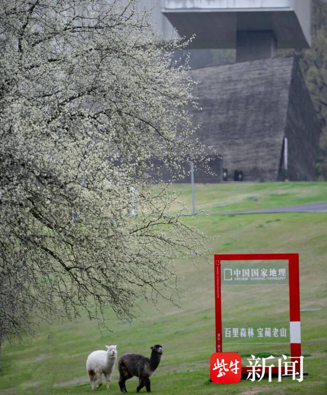 一边品咖啡！南京四方咖啡文化季即将启幕CQ9电子游戏一边看大师建筑、浪漫春花(图2)